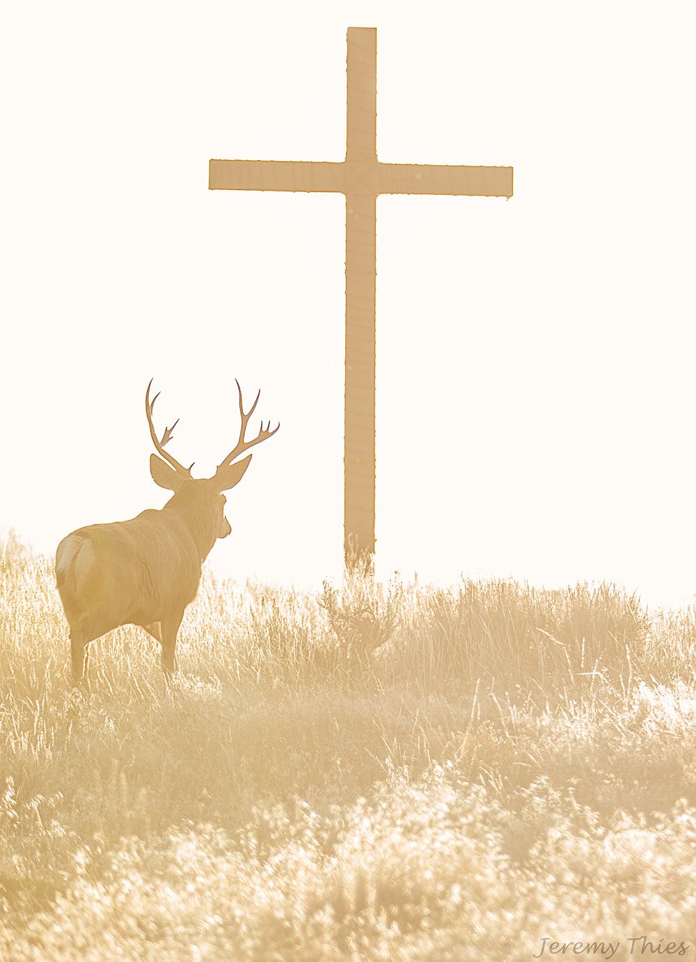 Photo: Praying Buck by Jeremy Thies