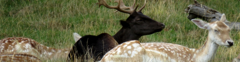 Dark Fallow deer resting in the grass